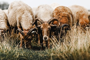 Drentse schapen 